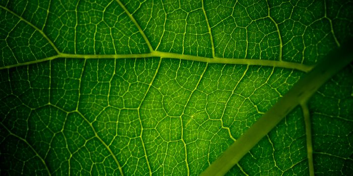 Serendip Innovation : quand la plante révolutionne la bioproduction de médicaments